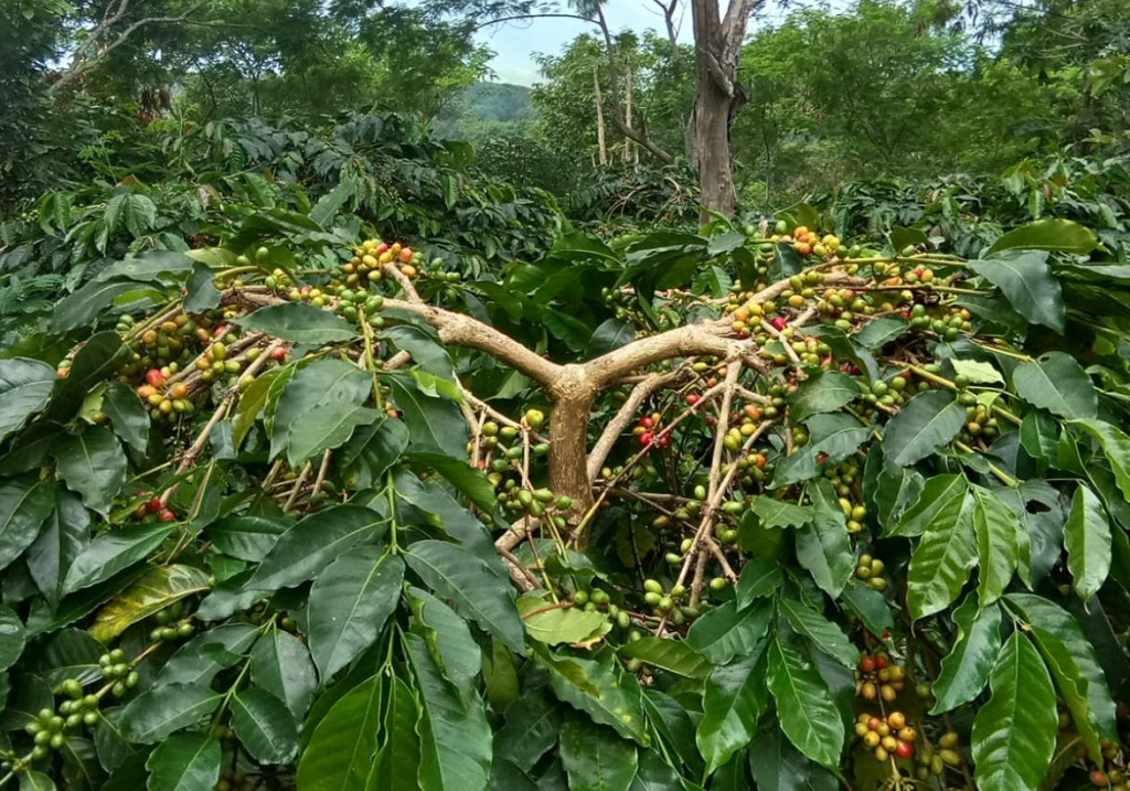 Tanaman Kopi adalah tanaman berbentuk pohon yang termasuk kedalam famili Rubiaceae dan genus Cofea